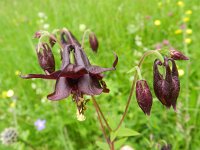 Aquilegia atrata 10, Saxifraga-Rutger Barendse