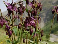 Aquilegia atrata 11, Saxifraga-Harry Jans