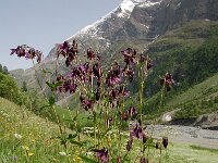 Aquilegia atrata 12, Saxifraga-Harry Jans