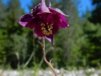 Aquilegia atrata 2, Saxifraga-Ed Stikvoort