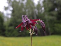 Aquilegia atrata 3, Saxifraga-Jeroen Willemsen