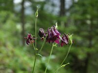 Aquilegia atrata 4, Saxifraga-Dirk Hilbers