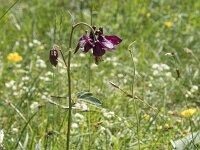 Aquilegia atrata 6, Saxifraga-Willem van Kruijsbergen