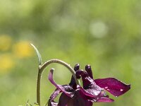 Aquilegia atrata 7, Saxifraga-Willem van Kruijsbergen