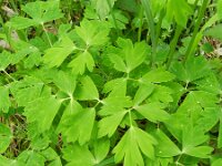 Aquilegia atrata 8, Saxifraga-Rutger Barendse