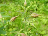 Aquilegia atrata 9, Saxifraga-Rutger Barendse