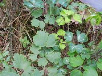Aquilegia vulgaris 24, Wilde akelei, Saxifraga-Rutger Barendse