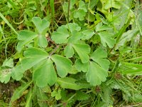 Aquilegia vulgaris 32, Wilde akelei, Saxifraga-Rutger Barendse