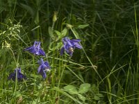 Aquilegia vulgaris 72, Wilde akelei, Saxifraga-Jan van der Straaten