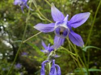 Aquilegia vulgaris ssp dichroa 66, Saxifraga-Ed Stikvoort : Sigüeiro - Santiago de Compostela s9900