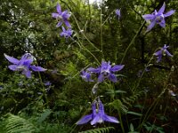 Aquilegia vulgaris ssp dichroa 67, Saxifraga-Ed Stikvoort : Sigüeiro - Santiago de Compostela A900