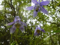 Aquilegia vulgaris ssp dichroa 70, Saxifraga-Ed Stikvoort : Sigüeiro - Santiago de Compostela s9900