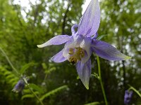 Aquilegia vulgaris ssp dichroa 71, Saxifraga-Ed Stikvoort : Sigüeiro - Santiago de Compostela s9900