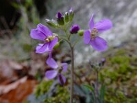 Arabidopsis arenosa 26, Rozetsteenkers, Saxifraga-Ed Stikvoort : Consdorfer Millen - Scheidgen - Echternach s9900