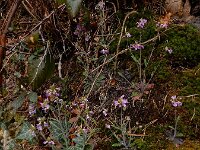 Arabidopsis arenosa 28, Rozetsteenkers, Saxifraga-Ed Stikvoort : Consdorfer Millen - Scheidgen - Echternach