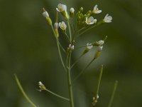 Arabidopsis thaliana, Mouse-ear Cress