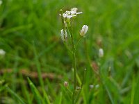 Arabidopsis thaliana 10, Zandraket, Saxifraga-Ab H Baas
