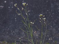 Arabidopsis thaliana 22, Zandraket, Saxifraga-Ed Stikvoort