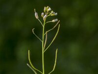 Arabidopsis thaliana 27, Saxifraga-Jan van der Straaten