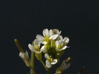 Arabidopsis thaliana 3, Zandraket, Saxifraga-Jan van der Straaten