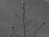 Arabidopsis thaliana 5, Zandraket, Saxifraga-Willem van Kruijsbergen