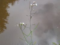 Arabidopsis thaliana 7, Zandraket, Saxifraga-Rutger Barendse