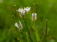 Arabidopsis thaliana 8, Zandraket, Saxifraga-Ab H Baas