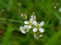 Arabidopsis thaliana 9, Zandraket, Saxifraga-Ab H Baas