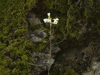 Arabis alpina 3, Saxifraga-Jan van der Straaten