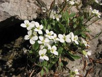 Arabis alpina 8, Saxifraga-Jasenka Topic