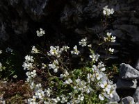 Arabis alpina ssp alpina 15, Saxifraga-Ed Stikvoort