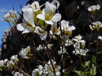 Arabis alpina ssp alpina 17, Saxifraga-Ed Stikvoort