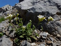 Arabis alpina ssp alpina 18, Saxifraga-Ed Stikvoort