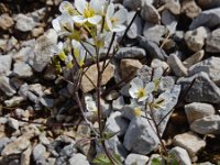 Arabis alpina ssp alpina 19, Saxifraga-Ed Stikvoort