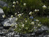 Arabis alpina ssp alpina 5, Saxifraga-Willem van Kruijsbergen