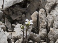 Arabis bellidifolia ssp stellulata 1, Saxifraga-Willem van Kruijsbergen