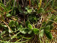 Arabis bellidifolia ssp stellulata 2, Saxifraga-Ed Stikvoort
