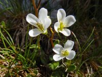 Arabis bellidifolia ssp stellulata 3, Saxifraga-Ed Stikvoort