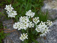 Arabis ferdinandi-coburgii 2, Saxifraga-Harry Jans  Arabis ferdinandi-coburgii