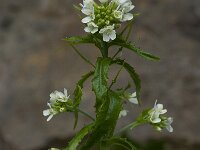 Arabis glabra 2, Torenkruid, Saxifraga-Willem van Kruijsbergen
