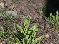 Arabis glabra 4, Torenkruid, Saxifraga-Rutger Barendse