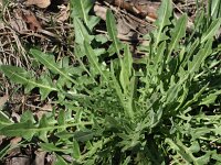 Arabis glabra 5, Torenkruid, Saxifraga-Rutger Barendse