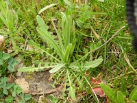 Arabis glabra 6, Torenkruid, Saxifraga-Rutger Barendse