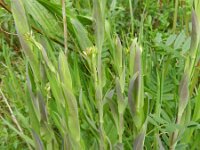 Arabis glabra 7, Torenkruid, Saxifraga-Rutger Barendse