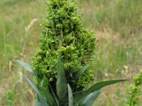 Arabis glabra 8, Torenkruid, Saxifraga-Rutger Barendse