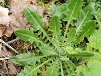 Arabis glabra 9, Torenkruid, Saxifraga-Rutger Barendse