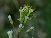 Arabis glabra 1, Torenkruid, Saxifraga-Willem van Kruijsbergen