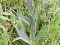 Arabis glabra 3, Torenkruid, Saxifraga-Rutger Barendse