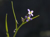 Arabis verna 11, Saxifraga-Willem van Kruijsbergen