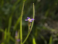 Arabis verna 12, Saxifraga-Jan van der Straaten